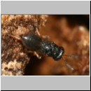 Chalcididae - Erzwespe 01a 3-4mm.jpg